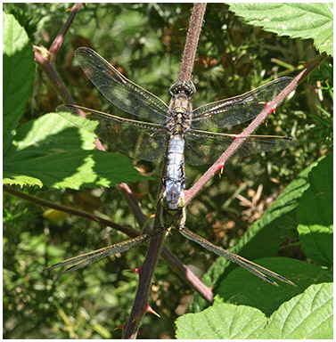 Orthetrum cancellatum accouplement