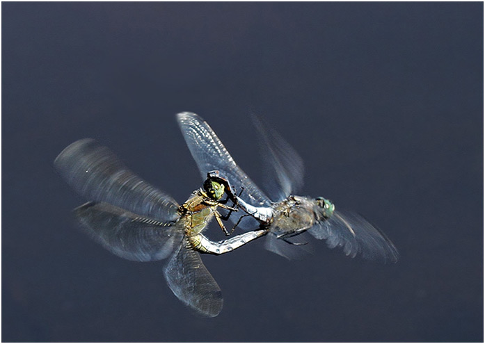 Orthetrum cancellatum accouplement en vol