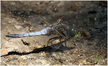 Orthetrum cancellatum, le repas