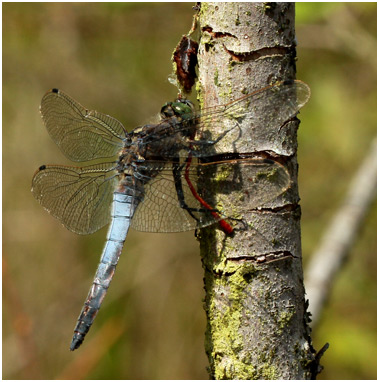 Orthetrum cancellatum, le repas