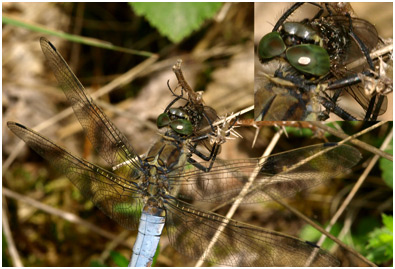 Orthetrum cancellatum, le repas