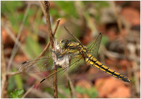 Orthetrum cancellatum femelle vs Geometridae