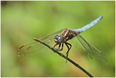 Orthetrum coerulescens mâle