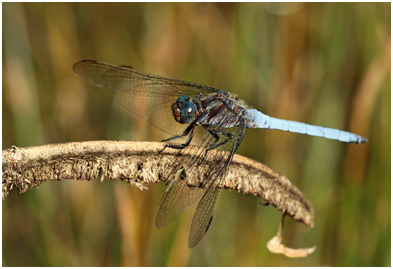 Orthetrum coerulescens mâle