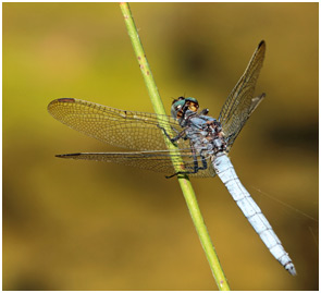 Orthetrum coerulescens mâle