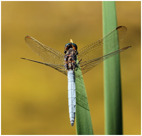 Orthetrum coerulescens mâle