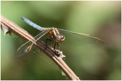 Orthetrum coerulescens mâle jeune mâle