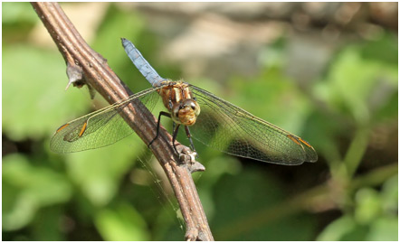 Orthetrum coerulescens jeune mâle