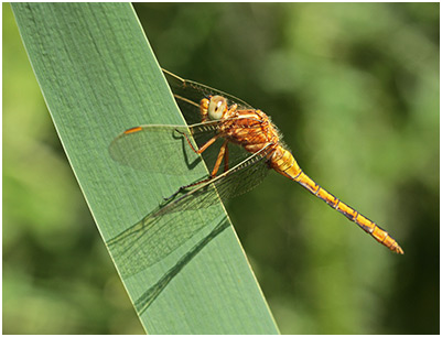 Orthetrum coerulescens mâle immature