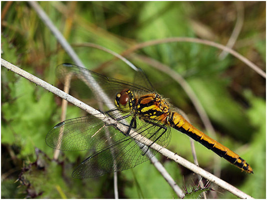 Sympetrum danae femelle