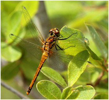 Sympetrum danae femelle oeil enfoncé