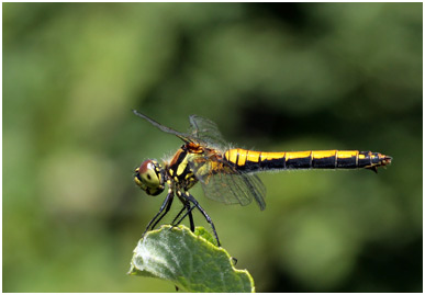 Sympetrum danae femelle