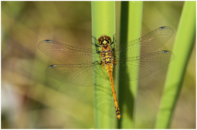 Sympetrum danae femelle