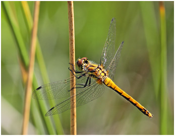 Sympetrum danae femelle