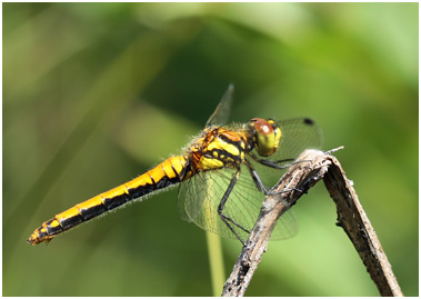 Sympetrum danae femelle