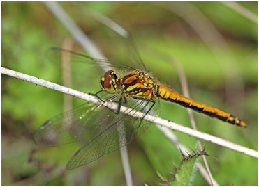 Sympetrum danae femelle