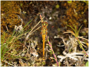 Sympetrum danae femelle