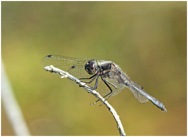 Sympetrum danae mâle mature