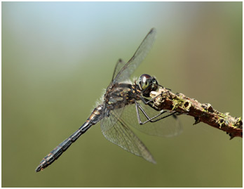 Sympetrum danae mâle mature