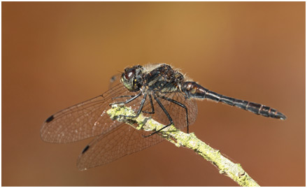 Sympetrum danae mâle mature