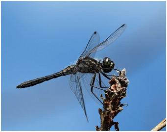 Sympetrum danae mâle