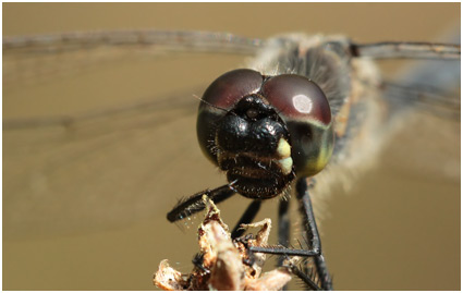 Sympetrum danae mâle