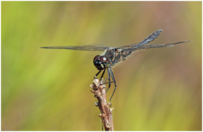 Sympetrum danae mâle