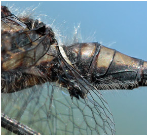 Sympetrum danae organes copulateurs