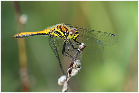 Sympetrum danae mâle immature