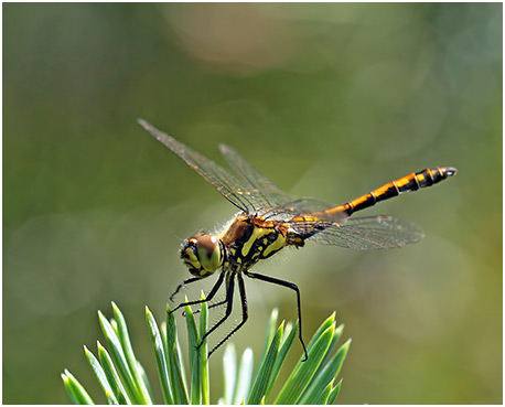 Sympetrum danae mâle  immature