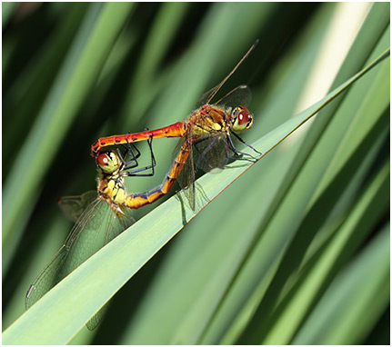 Sympetrum depressiusculum accouplement