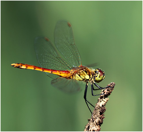 Sympetrum depressiusculum mâle