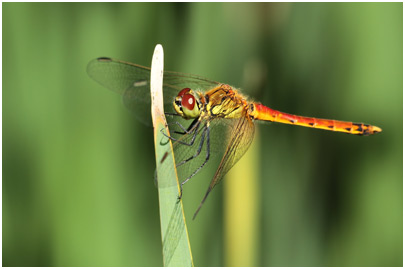 Sympetrum depressiusculum mâle