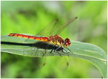 Sympetrum depressiusculum mâle