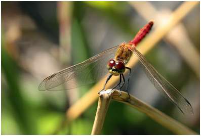 Sympetrum depressiusculum mâle