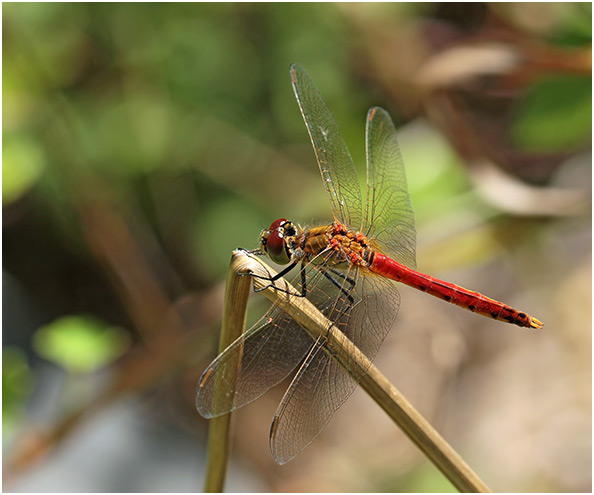 Sympetrum depressiusculum mâle