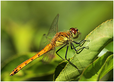 Sympetrum depressiusculum mâle