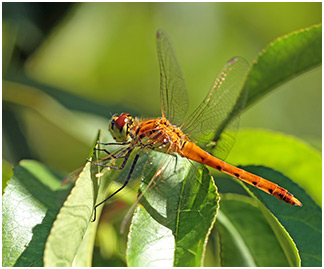 Sympetrum depressiusculum mâle