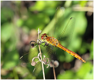 Sympetrum depressiusculum mâle