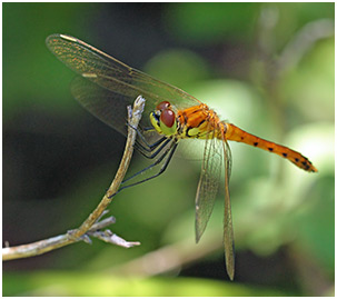 Sympetrum depressiusculum mâle