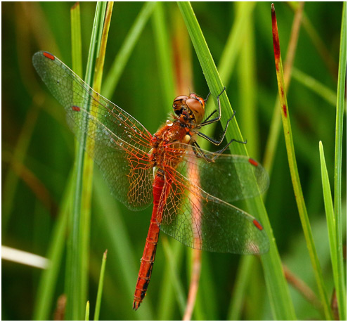 Sympetrum flaveolum mâle