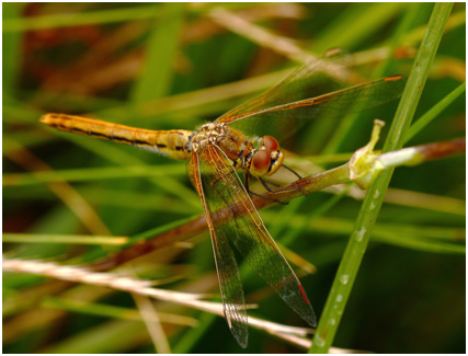 Sympetrum flaveolum femelle