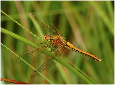 Sympetrum flaveolum femelle