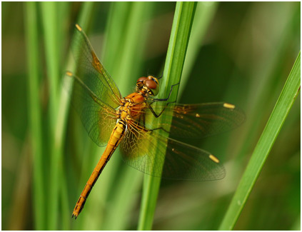 Sympetrum flaveolum femelle