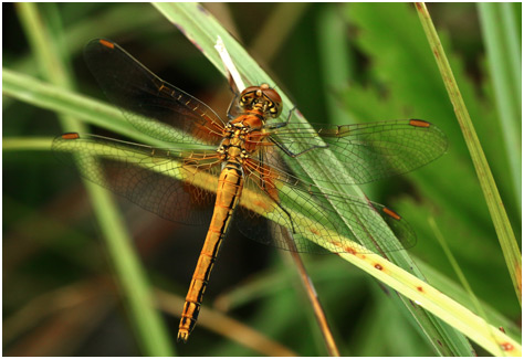 Sympetrum flaveolum femelle