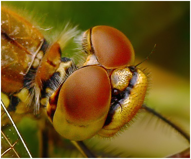 Sympetrum flaveolum femelle