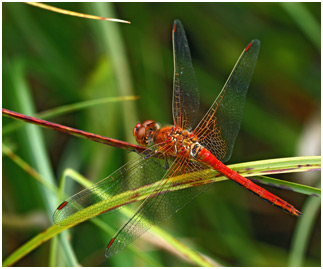 Sympetrum flaveolum mâle