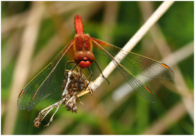 Sympetrum flaveolum mâle