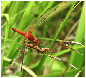 Sympetrum flaveolum mâle