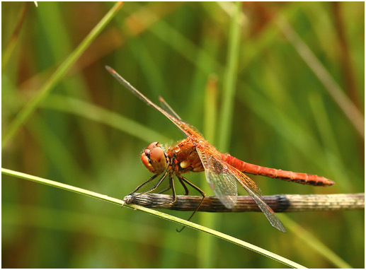 Sympetrum flaveolum mâle